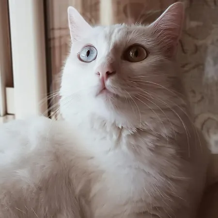 Casa vacanze The White Cat