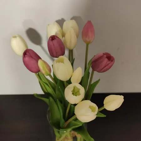 Apartmán Zia Rose