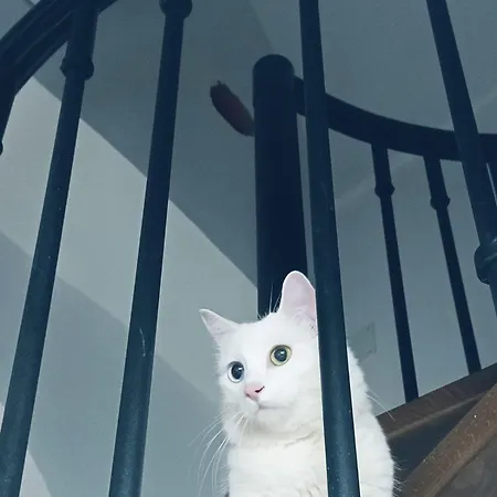 Holiday home The White Cat Naples