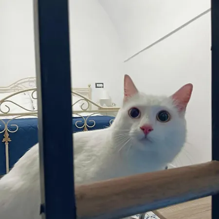 The White Cat Naples