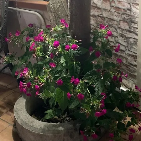 Il Moggio * Naples