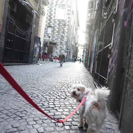 Akasa Di Flock Naples