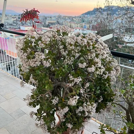 Sunrise Sweet * Napoli