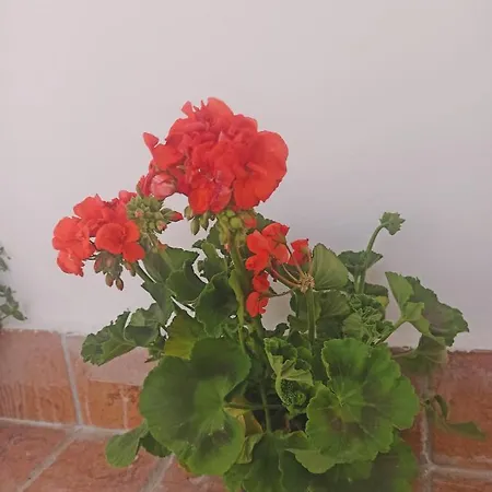 La Terrazza Delle Fate Affittacamere