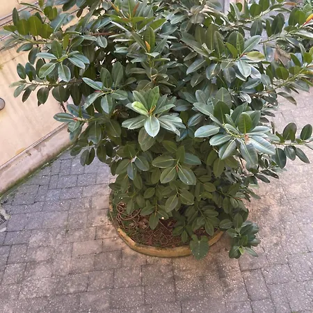 Station Bed and Breakfast Νάπολη