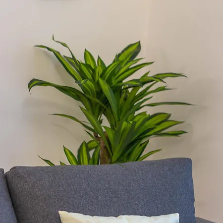 Apartment Vivaldo Spaccanapoli *