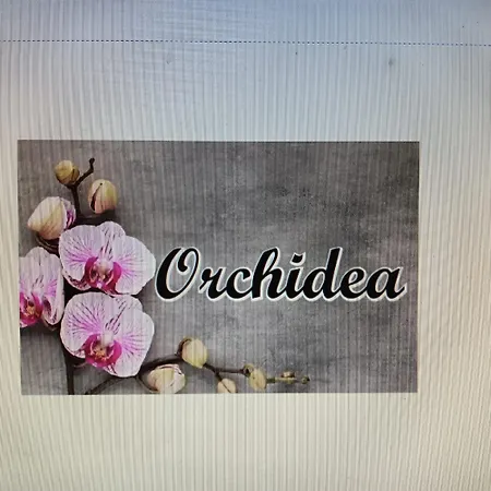 Orchidea ナポリ