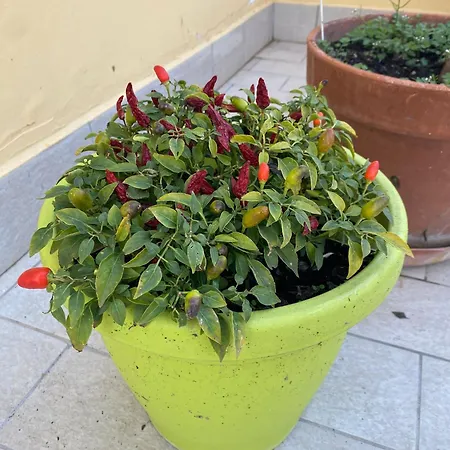 Attico Spaccanapoli Con Mega Terrazzo Napoli