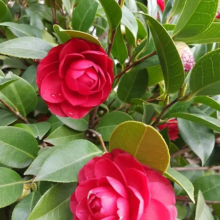 Il Giardino Di Vico Neve Bed & Breakfast