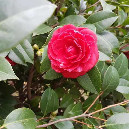 Il Giardino Di Vico Neve 3* Napels