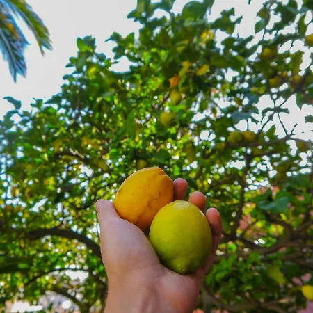 Lemon Tree House Apartment Naples