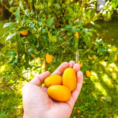 Lemon Tree House Appartement