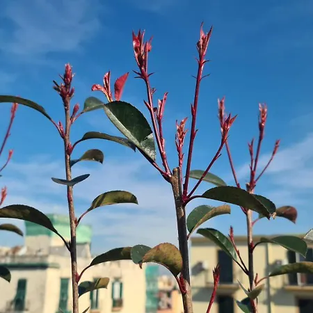 Apartment Le Terrazze Sul Vesuvio Naples
