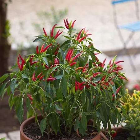 Bed & Breakfast Borgo Vergini Garden