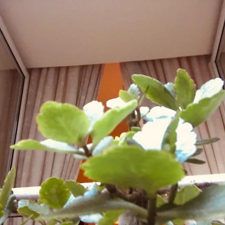 게스트하우스 알로조 마리아