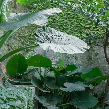 Roark Garden By Dimorra * Naples