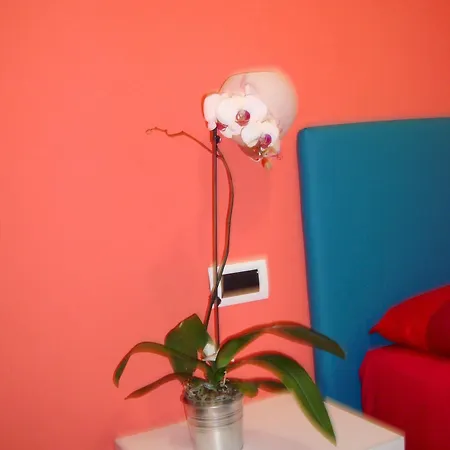 Bovio Modern Couette-café 3*